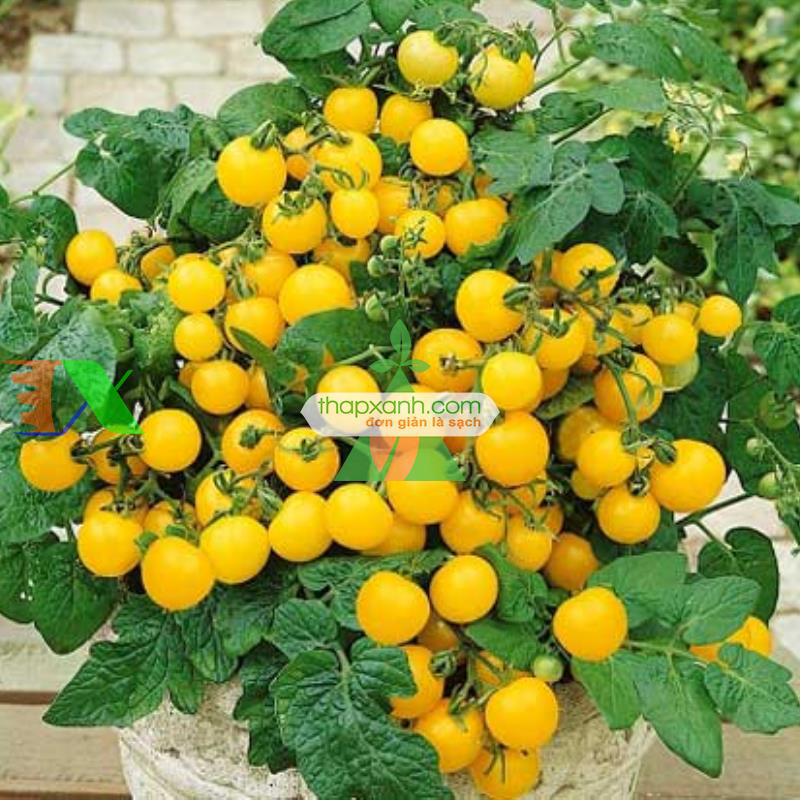 Hạt giống Cà Chua Bi lùn vàng