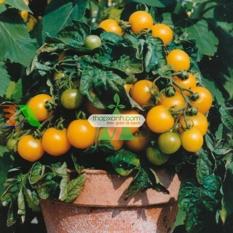 Hạt giống Cà Chua Bi lùn vàng