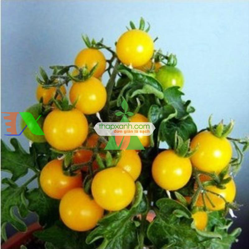 Hạt giống Cà Chua Bi lùn vàng