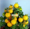 Ảnh của Hạt giống Cà Chua Bi lùn vàng