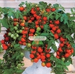 Ảnh của Hạt giống Cà Chua Bi lùn đỏ