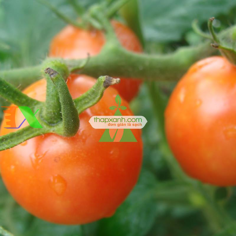 Hạt giống Cà Chua Bi lùn cam