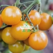 Ảnh của Hạt giống Cà Chua Bi lùn cam