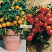Ảnh của Hạt giống Cà Chua Bi lùn cam