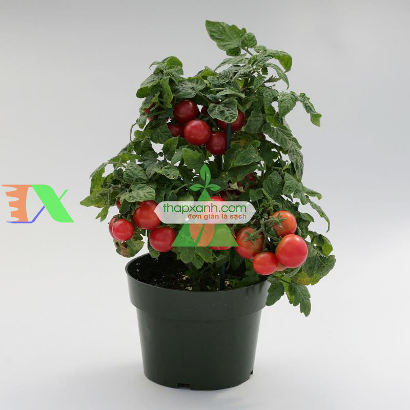 Hạt giống Cà Chua Bi lùn cam