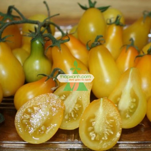 Ảnh của Hạt giống Cà Chua Bi trái lê (vàng)