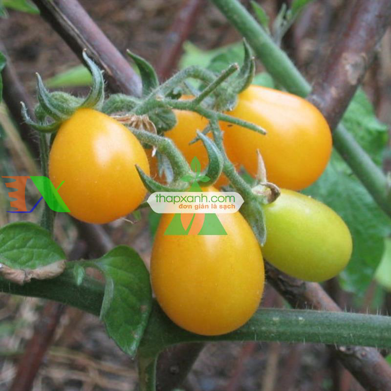 Hạt giống Cà Chua Bi trái lê