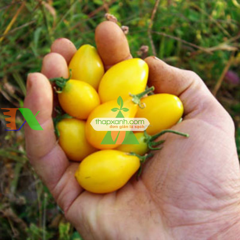 Hạt giống Cà Chua Bi trái lê