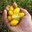 Ảnh của Hạt giống Cà Chua Bi trái lê (vàng)