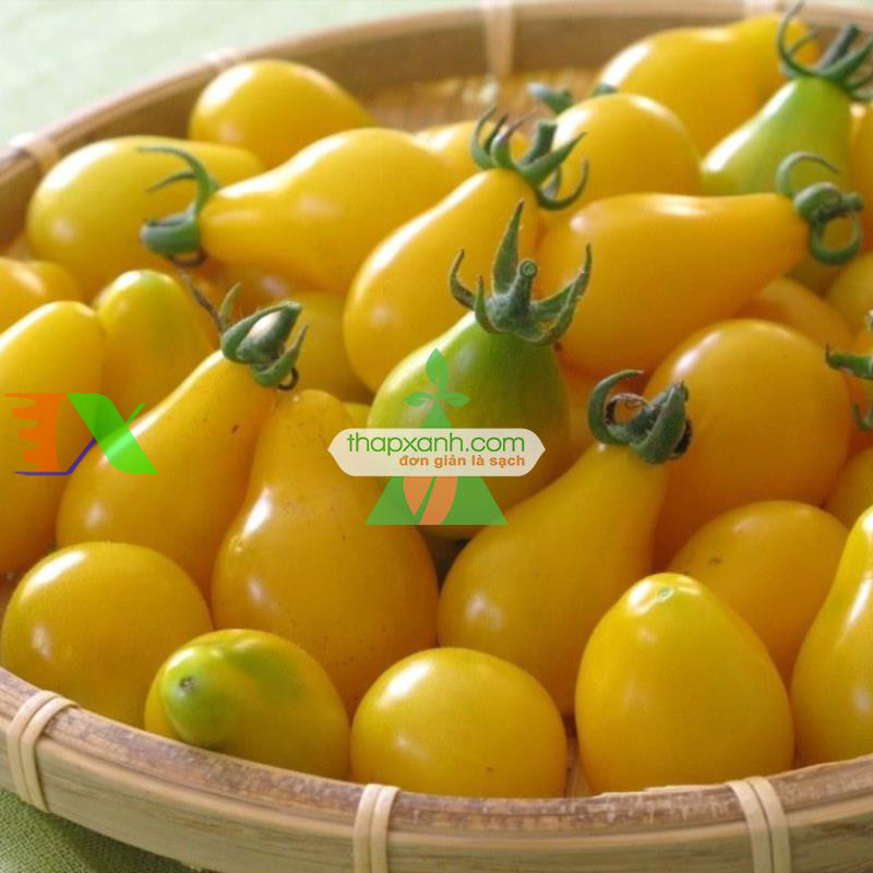 Hạt giống Cà Chua Bi trái lê