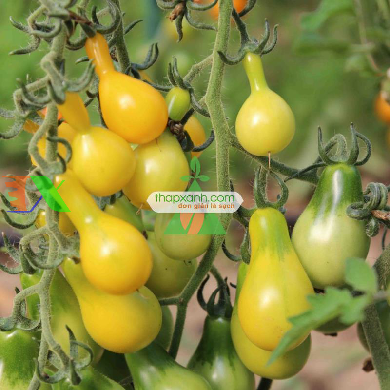Hạt giống Cà Chua Bi trái lê