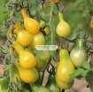 Ảnh của Hạt giống Cà Chua Bi trái lê (vàng)