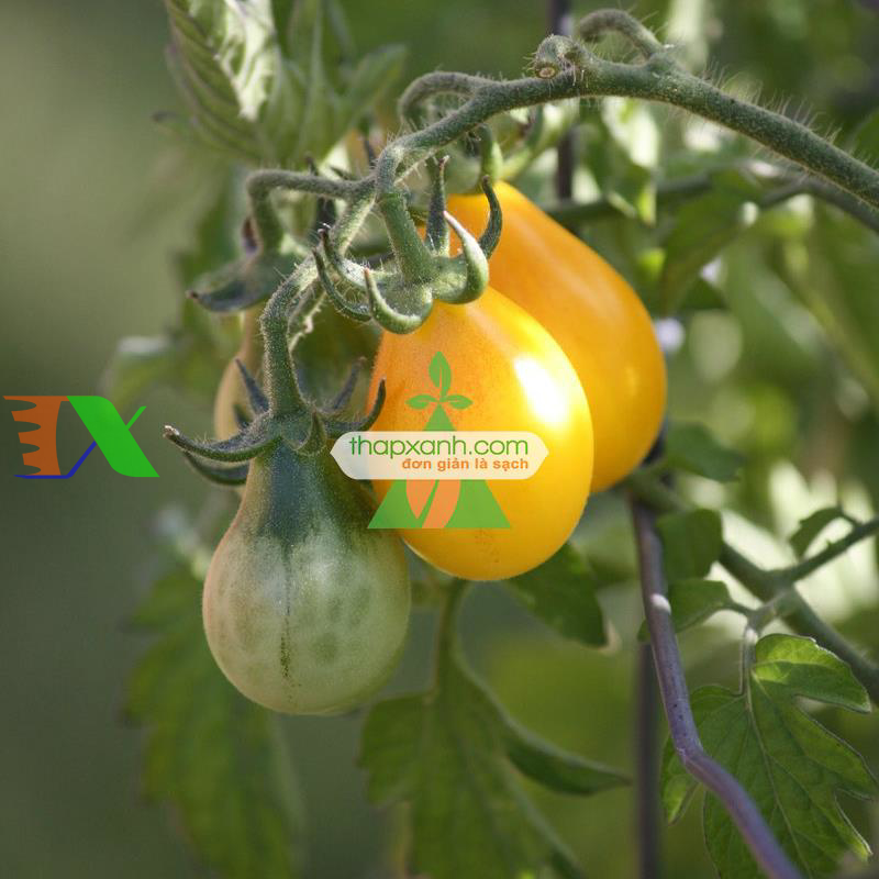 Hạt giống Cà Chua Bi trái lê (vàng)