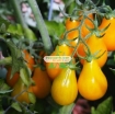 Ảnh của Hạt giống Cà Chua Bi trái lê (vàng)