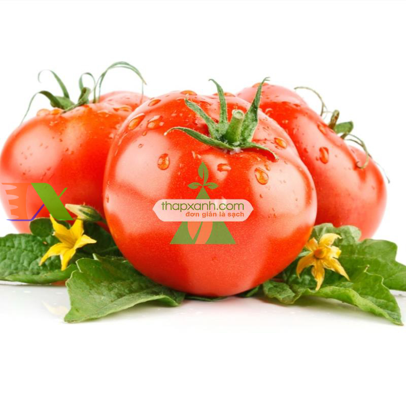 Hạt giống Cà Chua Đỏ