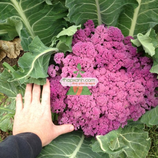 รูปภาพของ Hạt giống Súp Lơ tím