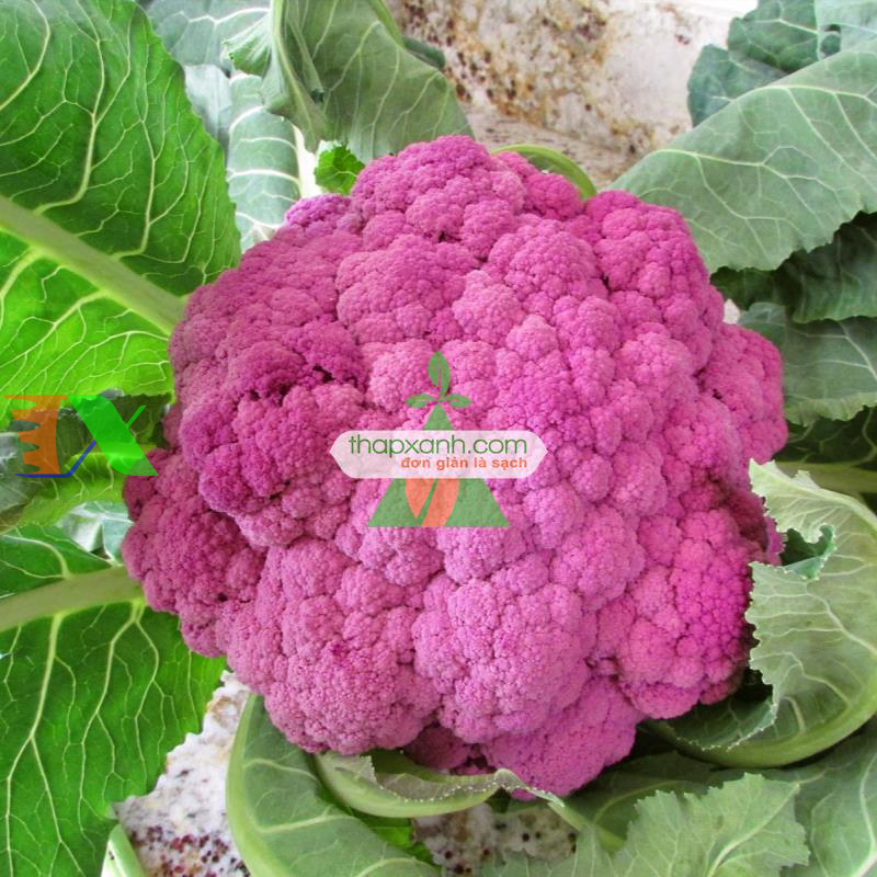 Hạt giống Súp Lơ tím