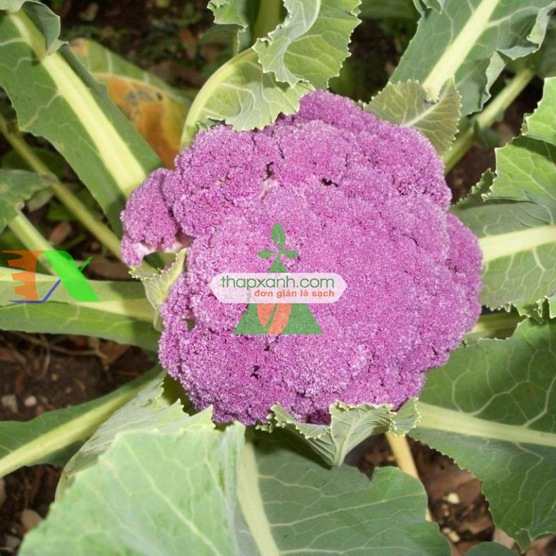 Hạt giống Súp Lơ tím