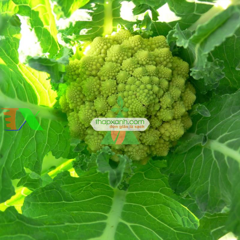 Hạt giống Súp Lơ San Hô