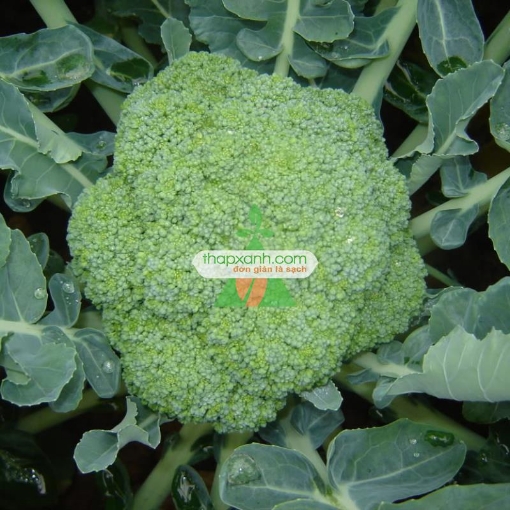 รูปภาพของ Hạt giống Súp Lơ xanh