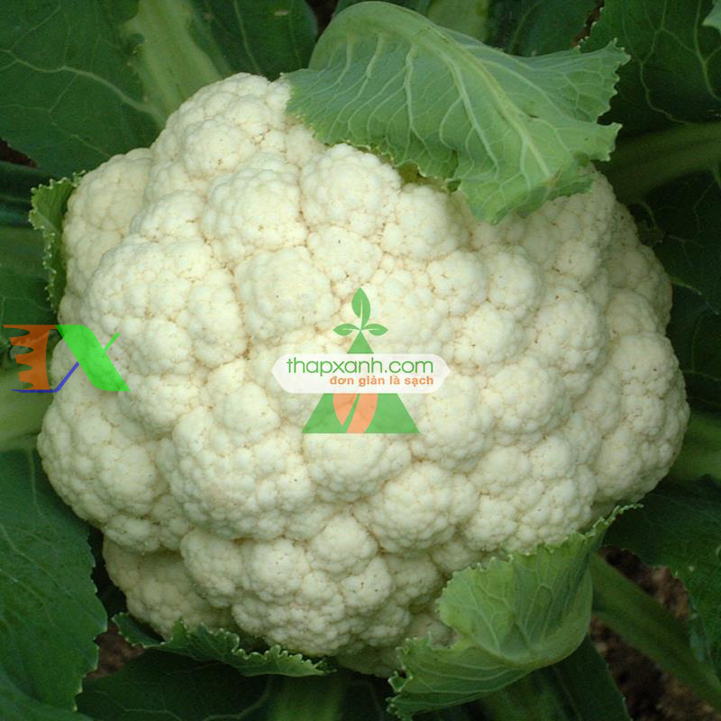 Hạt giống Súp Lơ trắng