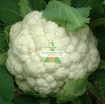 รูปภาพของ Hạt giống Súp Lơ trắng