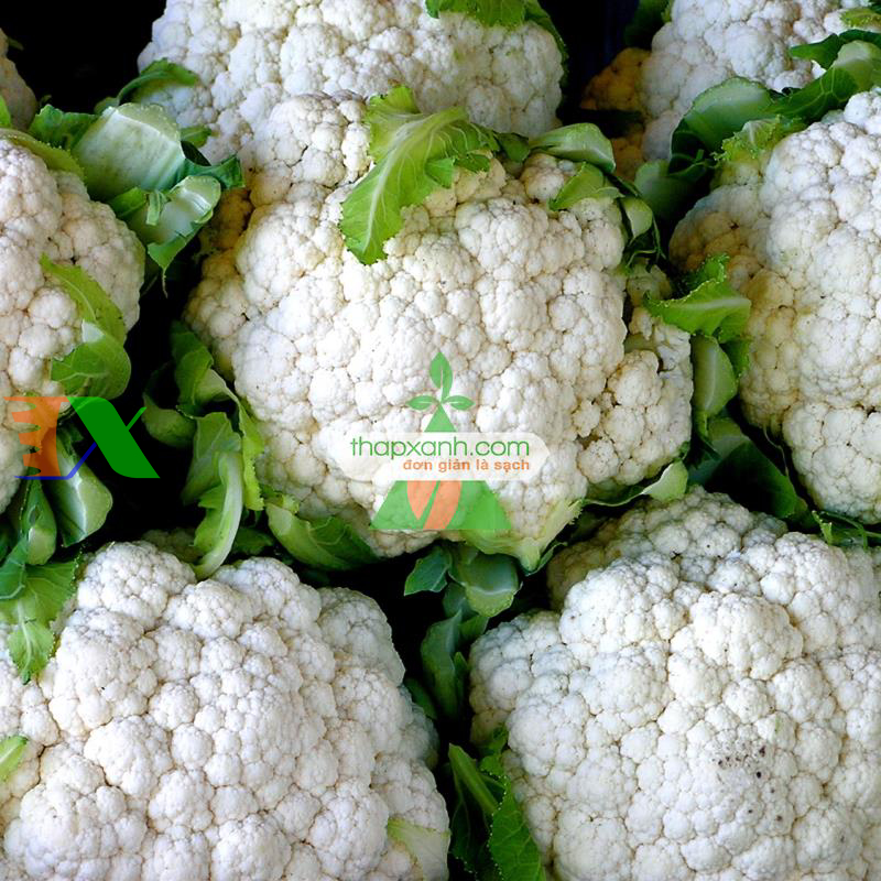 Hạt giống Súp Lơ trắng