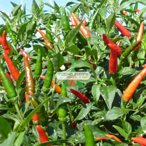 Ảnh của Hạt giống Ớt Sừng Trâu mix