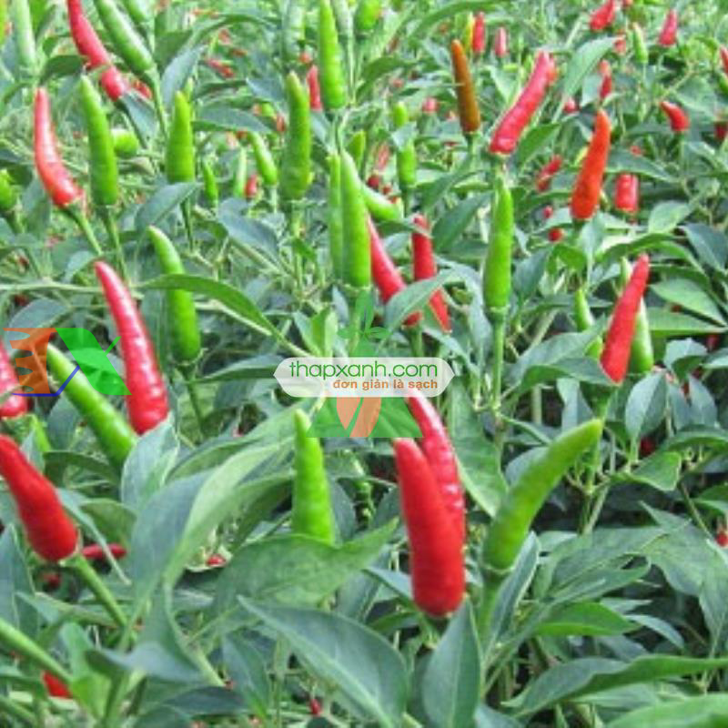 Hạt giống Ớt Sừng Trâu mix