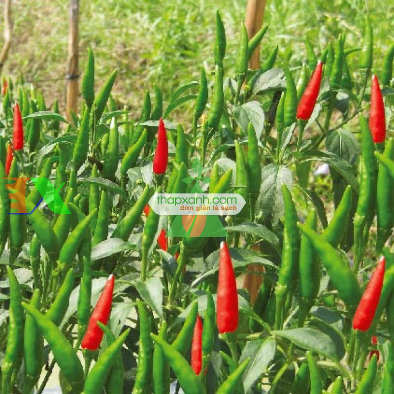 Hạt giống Ớt Sừng Trâu mix