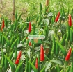Ảnh của Hạt giống Ớt Sừng Trâu mix