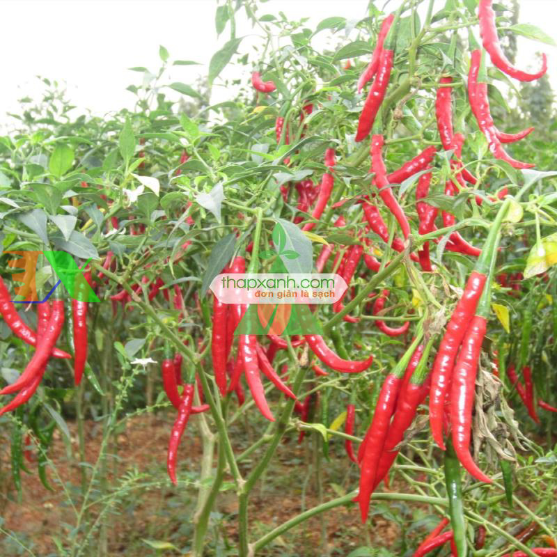 Kỹ thuật trồng ớt cho sai quả