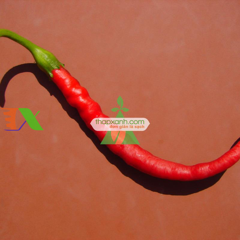 Hạt giống Ớt Sừng Trâu mix