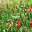 Gambar Hạt giống Ớt mix