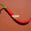 Gambar Hạt giống Ớt mix