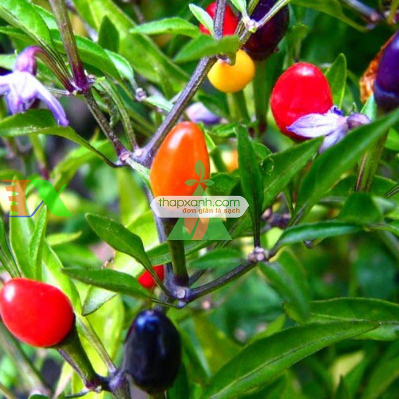 Hạt giống Ớt mix