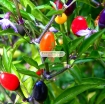 Gambar Hạt giống Ớt mix