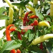 Gambar Hạt giống Ớt mix