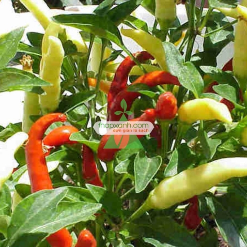 Gambar Hạt giống Ớt mix