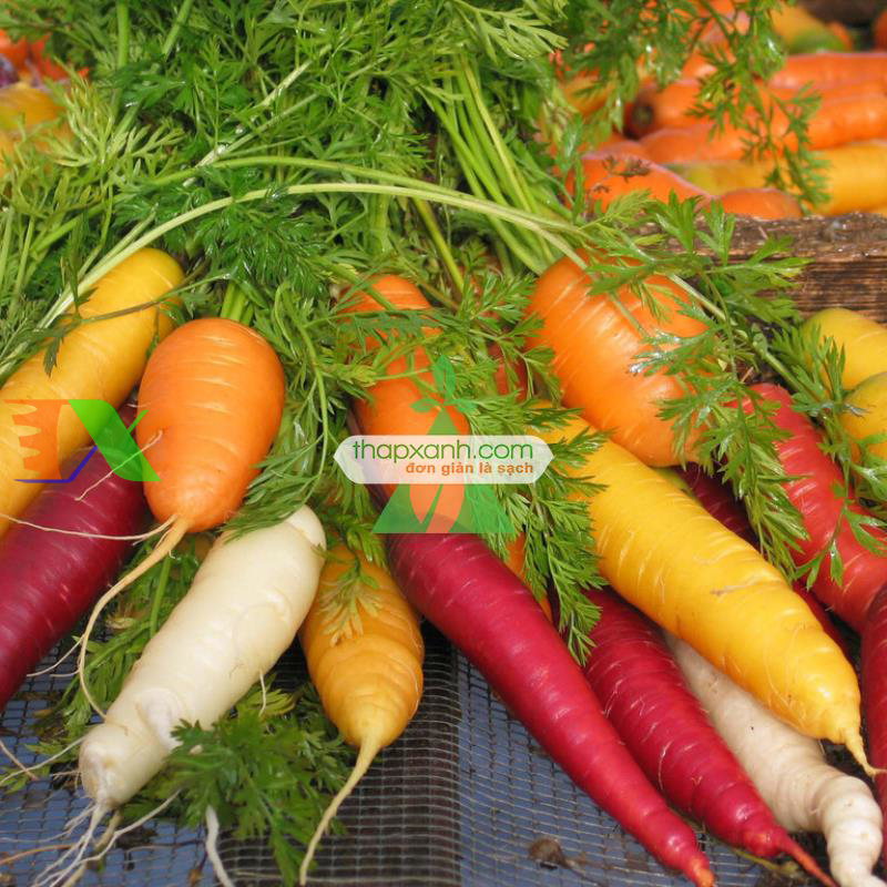 Hạt giống Cà rốt cầu vồng