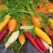 รูปภาพของ Hạt giống Cà rốt cầu vồng