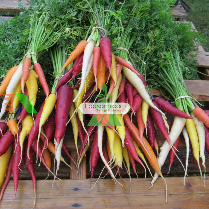 Hạt giống Cà rốt cầu vồng