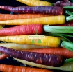 รูปภาพของ Hạt giống Cà rốt cầu vồng