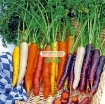รูปภาพของ Hạt giống Cà rốt cầu vồng