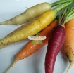 รูปภาพของ Hạt giống Cà rốt cầu vồng