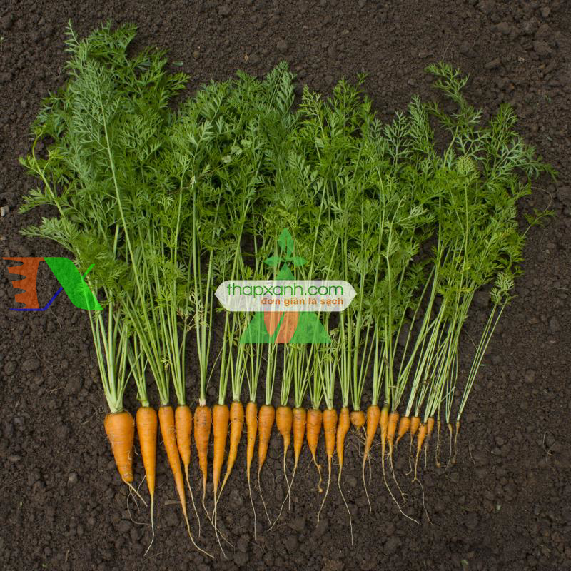 Hạt giống Cà rốt vàng