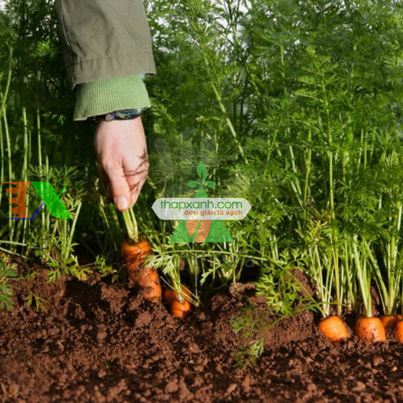 Hạt giống Cà rốt vàng