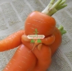 Picture of Hạt giống Cà rốt vàng