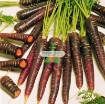 图片 Hạt giống Cà rốt tím