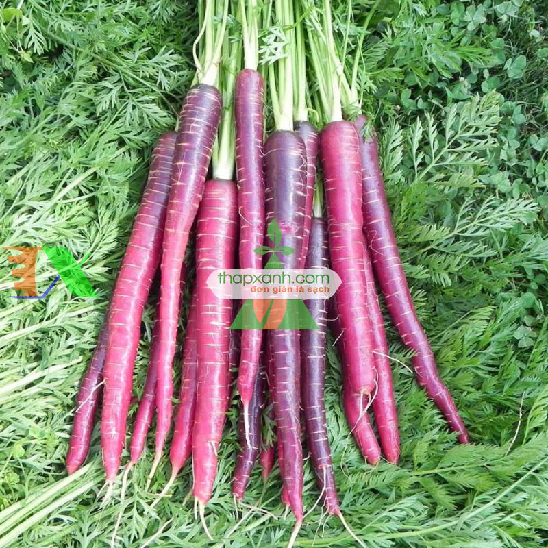 Hạt giống Cà rốt tím